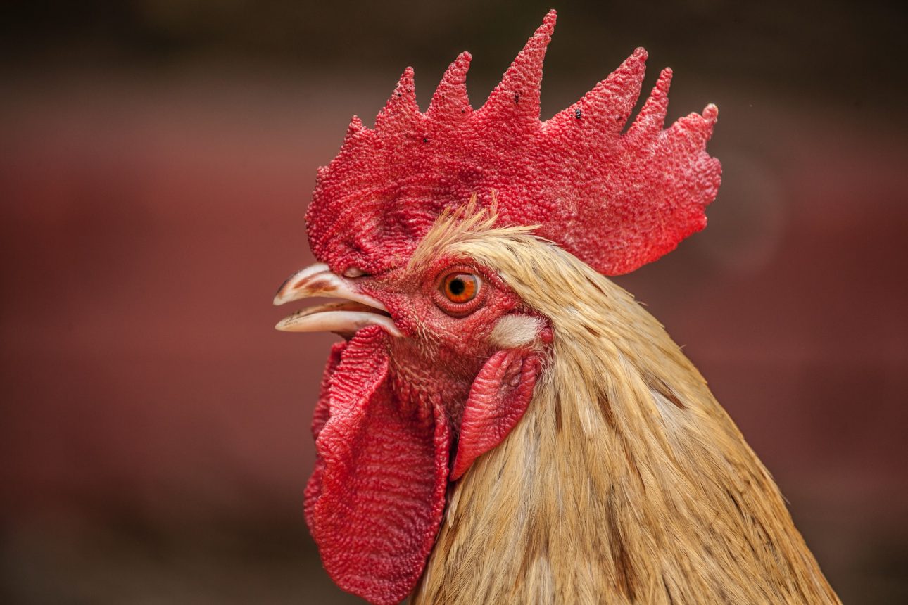Programming Language Coq Wants to Change its Name for Obvious Reasons